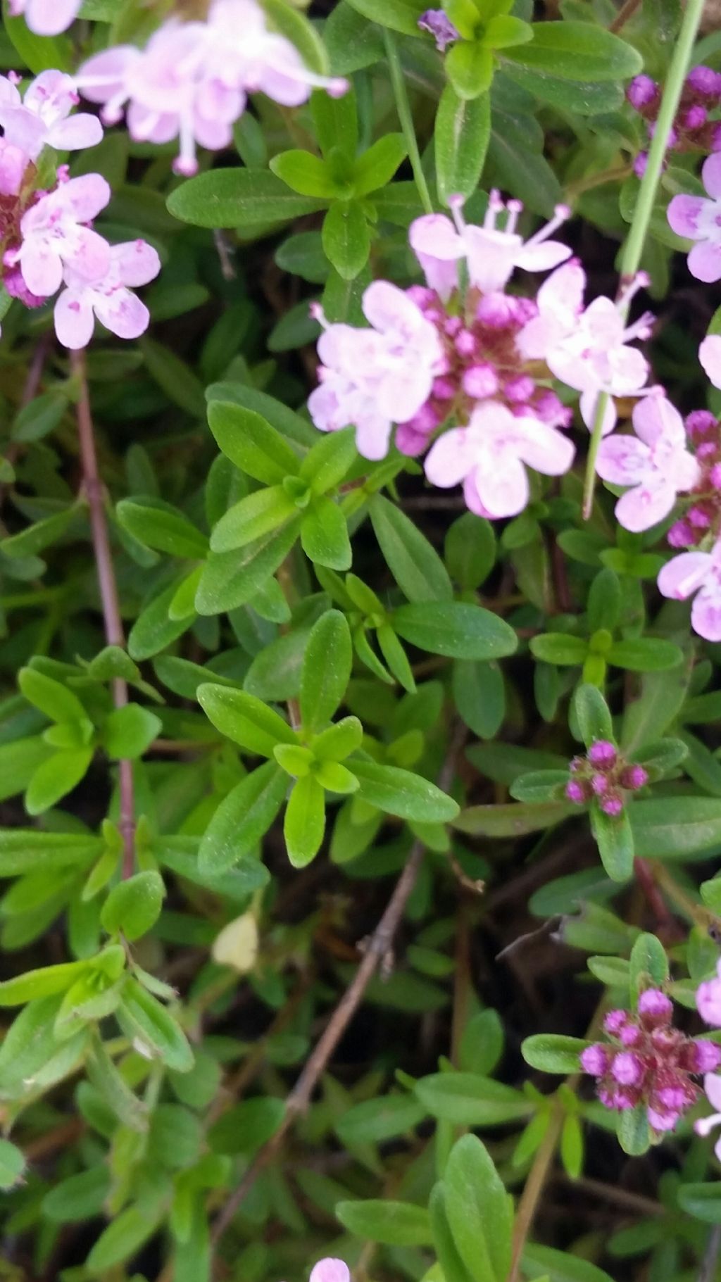 Thymus sp.